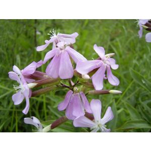 Saponaria officinalis - Szappanfű