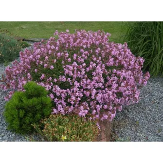 Szappanfű (Saponaria)