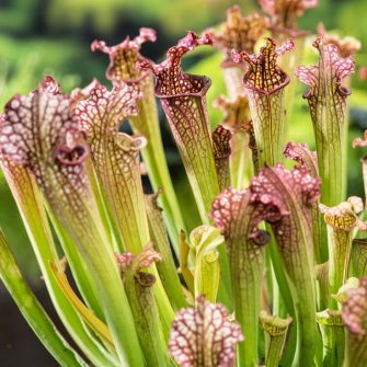 Kürtvirág (Sarracenia)