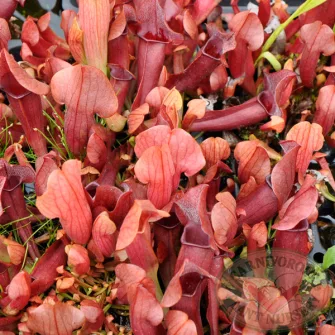 Kürtvirág (Sarracenia)