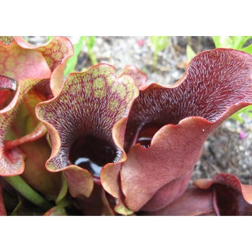 Sarracenia purpurea - Kürtvirág