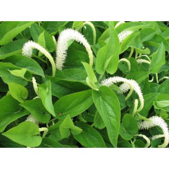 Gyíkfark (Saururus)