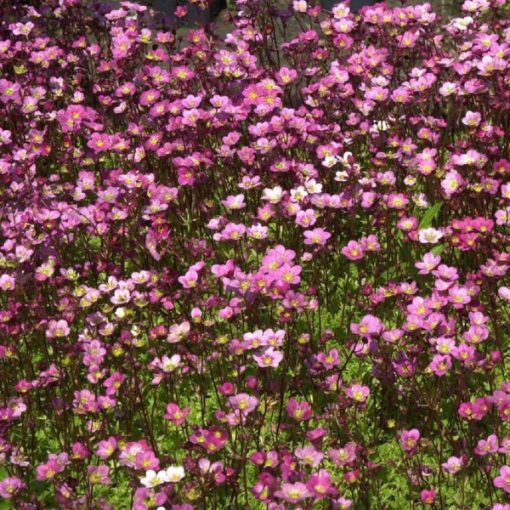 Saxifraga arendsii Blütenteppich - Kőtörőfű