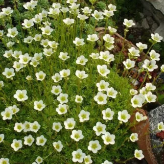 Kőtörőfű (Saxifraga)