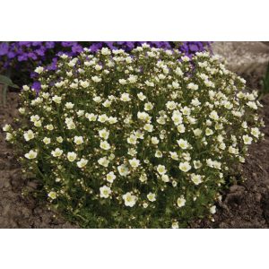 Saxifraga arendsii Marto White - Kőtörőfű