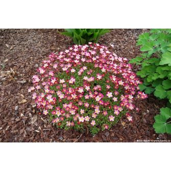 Kőtörőfű (Saxifraga)