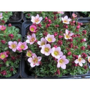 Saxifraga arendsii Pixie Pan Applebloss - Kőtörőfű