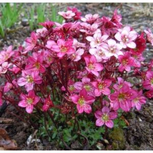 Saxifraga arendsii Saxony Red - Kőtörőfű