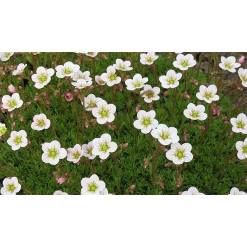 Saxifraga arendsii Carpet White - Kőtörőfű