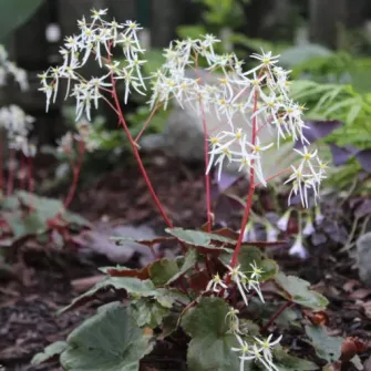 Kőtörőfű (Saxifraga)