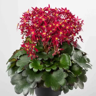 Kőtörőfű (Saxifraga)
