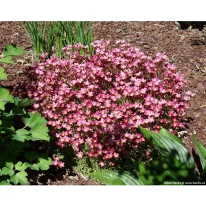 Saxifraga moschata Pink Pixie - Kőtörőfű