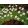 Saxifraga moschata White Star - Kőtörőfű