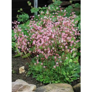 Saxifraga urbium Clarence Elliott - Kőtörőfű