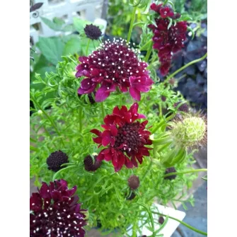 Ördögszem (Scabiosa)