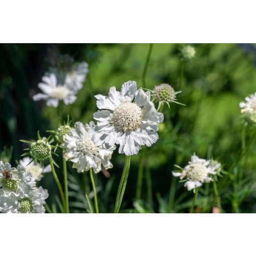 Scabiosa caucasica Alba - Kaukázusi ördögszem