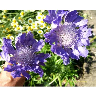 Ördögszem (Scabiosa)