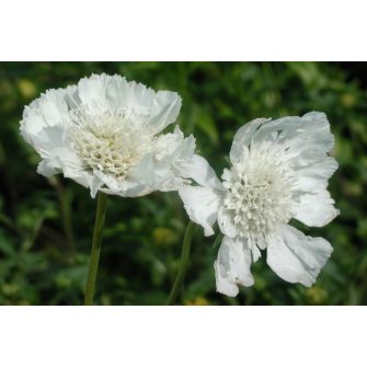 Ördögszem (Scabiosa)