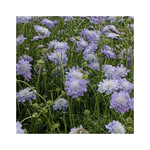 Scabiosa caucasica Perfecta - Kaukázusi ördögszem