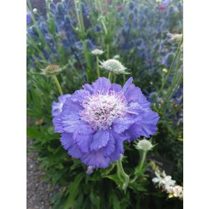 Scabiosa caucasica Stäfa - Kaukázusi ördögszem