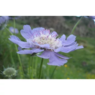 Ördögszem (Scabiosa)
