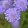 Scabiosa columbaria Butterfly Blue - Galambszínű ördögszem
