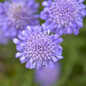   Scabiosa columbaria Butterfly Blue - Galambszínű ördögszem