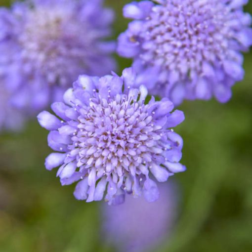 Scabiosa columbaria Butterfly Blue - Galambszínű ördögszem