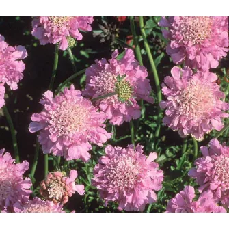 Ördögszem (Scabiosa)