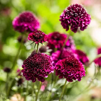 Ördögszem (Scabiosa)