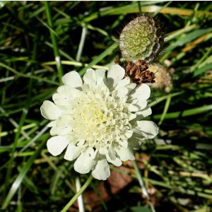 Scabiosa ochroleuca - Vajszínű ördögszem