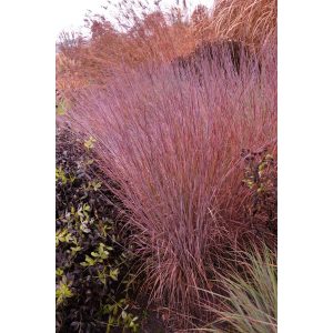 Schizachyrium scoparium JS Red Frost - Szakállfű