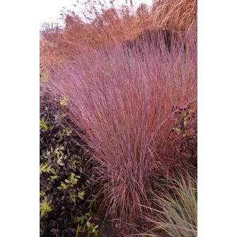 Szakállfű (Schizachyrium)