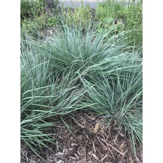 Szakállfű (Schizachyrium)