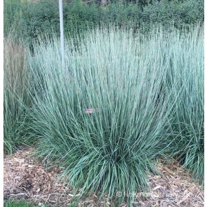 Schizachyrium scoparium Blue Heaven - Szakállfű