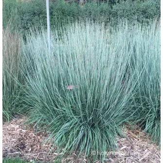 Szakállfű (Schizachyrium)