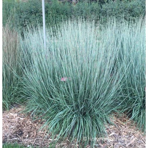 Schizachyrium scoparium Blue Heaven - Szakállfű