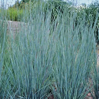 Szakállfű (Schizachyrium)