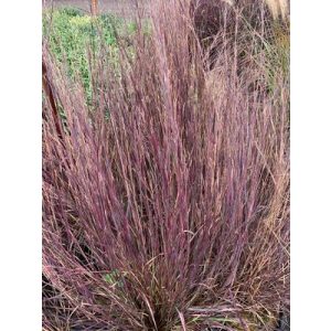Schizachyrium scoparium Smoke Signal - Szakállfű