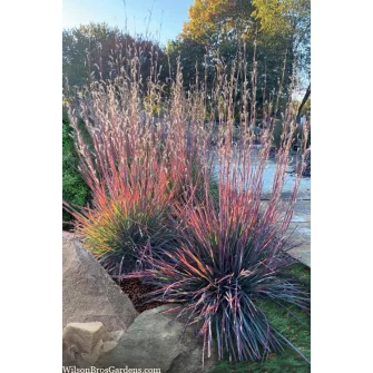 Szakállfű (Schizachyrium)