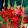 Schizostylis coccinea - Kafferliliom