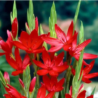 Kafferliliom (Schizostylis)
