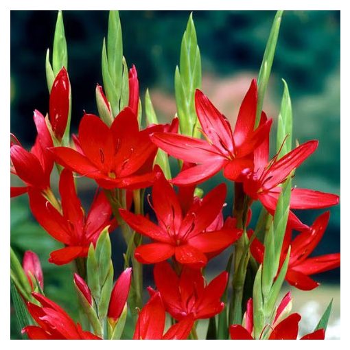 Schizostylis coccinea - Kafferliliom