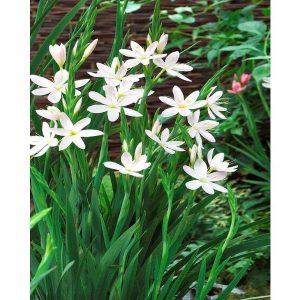 Schizostylis coccinea Alba - Kafferliliom