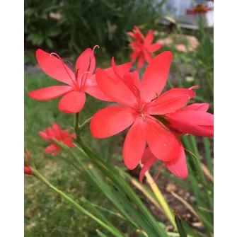 Kafferliliom (Schizostylis)