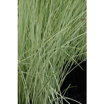 Káka (Scirpus)