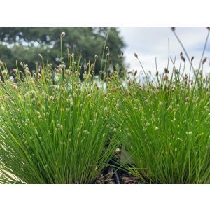 Scirpus cernuus - Erdeikáka