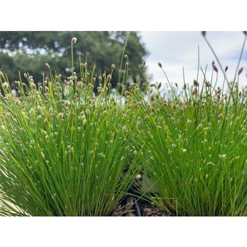 Scirpus cernuus - Erdeikáka