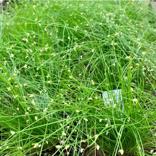 Scirpus isolepsis - Erdeikáka