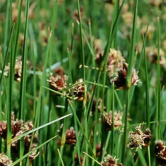 Káka (Scirpus)